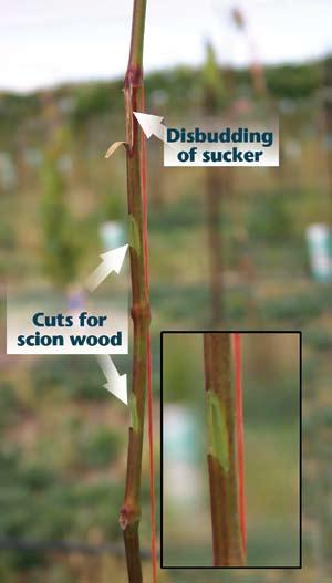 avoid any lateral growth after grafting (Figure 5).