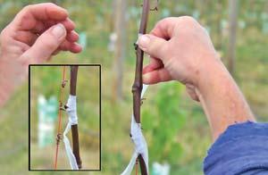 Care for Grafted Vines Treat newly grafted vines as young vines in the early stages of vineyard development.