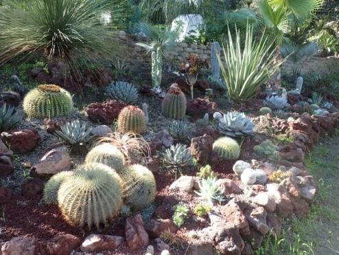 In addition to cactus and succulents, this garden features rare cycads, palms, and other tropical plants. The property is studded with oak trees and the planting follows the occurring sun and shade.