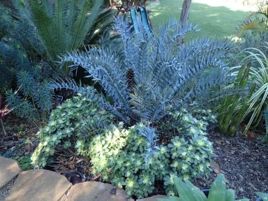 There are 70 cycad species represented throughout the garden including African encephalartos, dioon, cycads, and macrozamia. Most are in pots as they do not do well in the ground in this location.