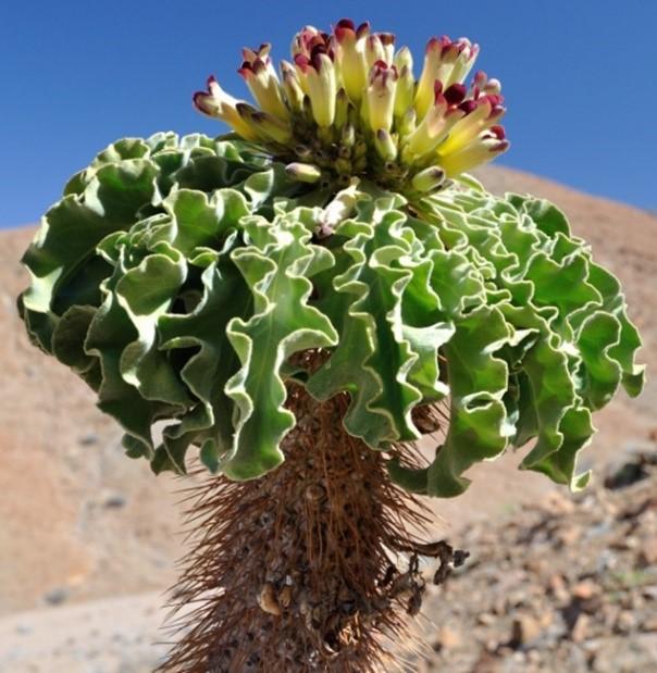 That means this month we are specifically talking about only the following species: Pachypodium namaquanum, P. succulentum (including P. griquense), P. bispinosum, P. saundersii & P. lealii.