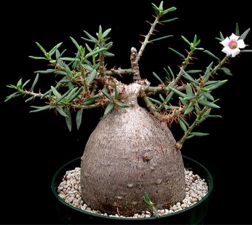 Pachypodium belongs to the Apocynaceae, one of the largest of all plant families as well as one of the families with the most species of succulents.