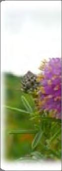 Petalostemum purpureum Purple Prairie Clover This legume