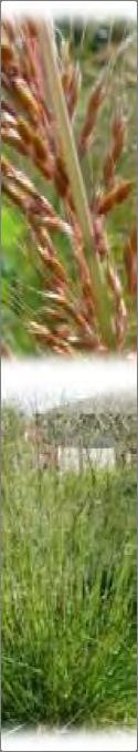 Ht: 4 6 Bloom: Aug Sep Moisture: Mesic Dry Sporobolus heterolepis Prairie Dropseed Our most popular native grass!
