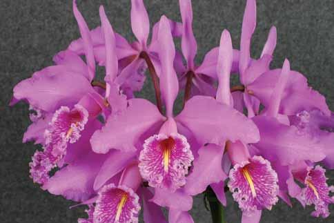 Suwada Orchid Nursery - Producers of world class Cattleyas B y N O L L I E C I L L I E R S & T I N U S O B E R H O L Z E R Plantae Orchids, Boscia, Kleinfontein, Brits 0250. E-mail: info@plantae.co.