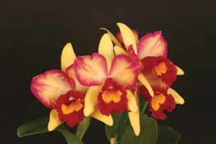 The continual endeavour to procure some of the best forms of the various Cattleya species in order to produce superior cultivars of these species and to supply the growing demand by collectors for