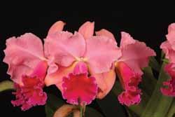 Hawaii) Suwada Orchid Nursery created five outstanding grexes: Rlc. California Queen (using Rlc. California Apricot as the other parent), Rhyncattleanthe (Rth.