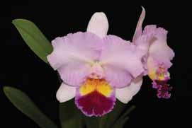 Cattleya Misty Girl is a Suwada Orchid Nursery hybrid which has had numerous awards both from the American Orchid Society and J.O.G.A.. Other progeny from this grex include Rlc. High Life and Rlc.