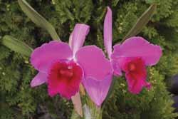 from Suwada Orchid Nursery, although not bred by them, is Lc. Jeanine Spacone Memoria Anne Gripp with Laelia speciosa as a parent. Cattleya violacea was crossed with C.