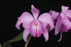 Many hybridizers have seen the value of using Laelia anceps in hybrids to get progeny which are more adaptable and cold tolerant.