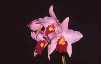 Satomi which was made and registered by Koichi Ejiri. Rhyncholaeliocattleya Express Passion Ruby Lettuce BM/JOGA is a perfect example of how a L.