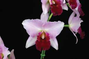 one of four cultivars which received a bronze medal from the Japan Orchid Growers Association.