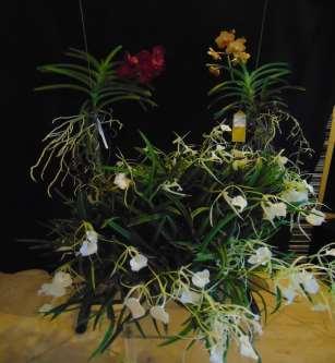 Patt Lindsey and Cheryl Akey also came to Judging with a few of Patt s spectacular plants.