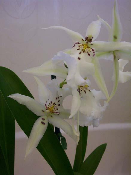 People, Places and Things South Bay Orchid Society, Inc. Meets on the third Friday of each month Culture Session at 7:00 p.m. General Meeting at 8:00 p.m. South Coast Botanic Garden 26300 Crenshaw Blvd.