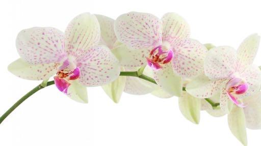 Orchid Society of Northern Nevada Newsletter Established in 1985-31 Years of Growing SPRING 2016 Volume 1 Number 3 Meetings The Society meets on the first Thursday of the month at 7pm.