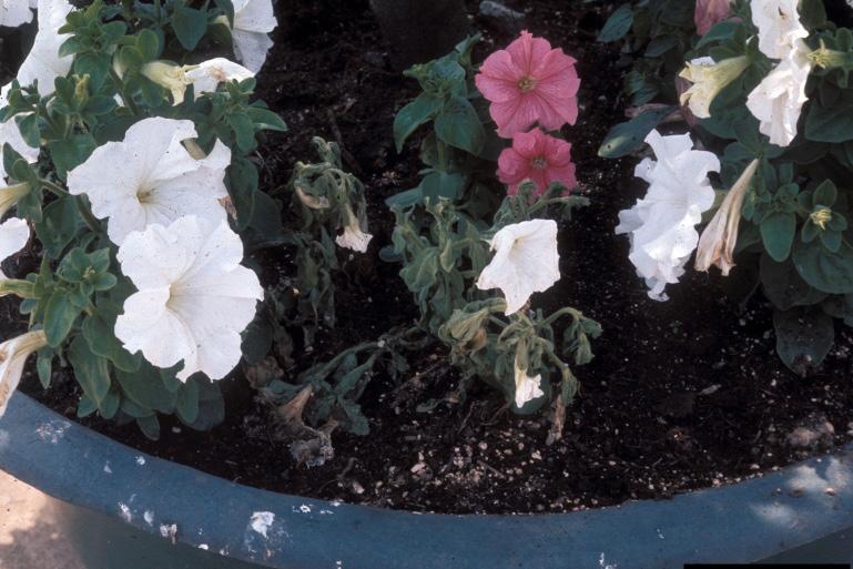 0 or greater is common in desert soils and irrigation water. Optimum conditions for most bedding plants growing in the landscape range from ph 5.