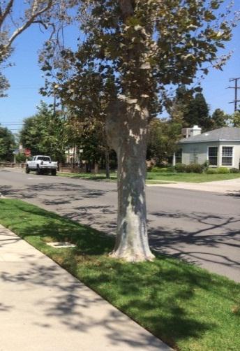 Please note that street trees are the responsibility of the City of Santa Ana.