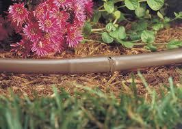 Irrigate a maximum of every 3 days. Irrigate between 6pm and 6am.