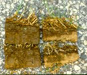 Thatch management: Why does thatch accumulate?