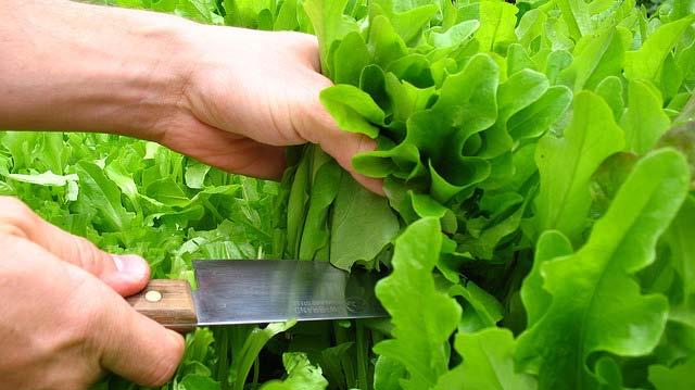 Harvest leaf lettuce when young and tender.