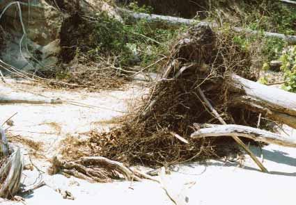 SOIL BIOENGINEERING TECHNIQUES Construction Guidelines Inert materials Trees that were downed with the roots intact. Root wad span should be approximately 5 ft. with numerous root protrusions.