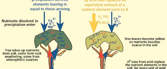 Nutrient Leaching Leaching As water seeps downward nutrients become dissolved in the water