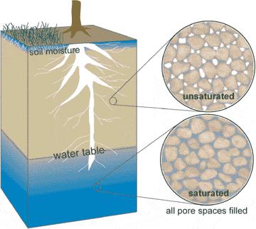 Changes in the Water Table After a heavy rain the water table will be higher (close to the surface) Low water table