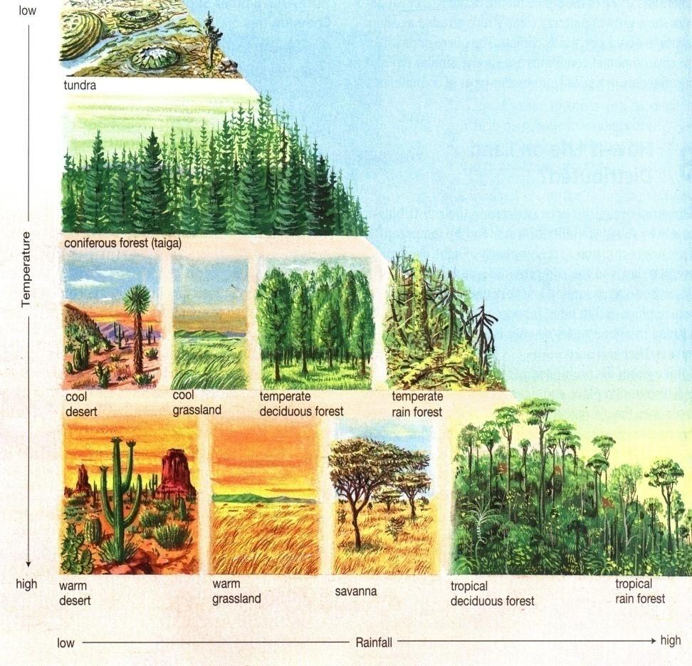 Major World Biomes Biomes exist based on the average