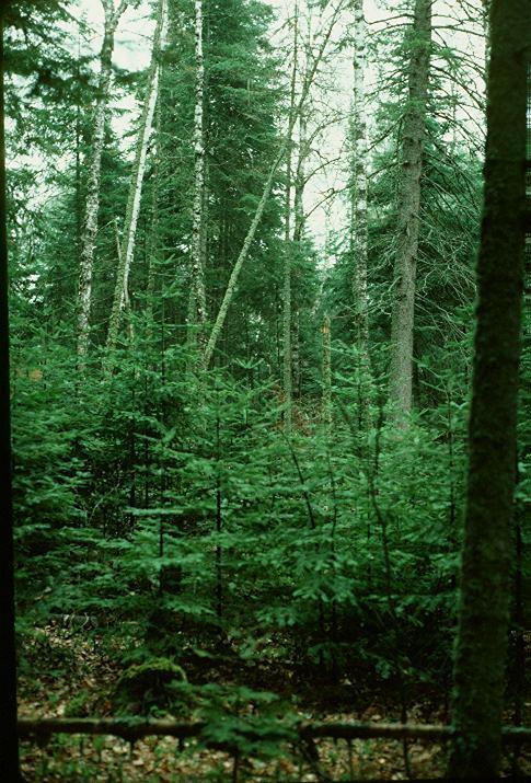 Boreal Forest Abiotic Factors Located just south of and is warmer than the tundra No permafrost, soil contains some water Rapidly changing weather 3-4 month