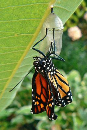 inside the chrysalis adult Monarch emerging from chrysalis Monarch butterfly, on a milkweed seed pod, drying its wings in