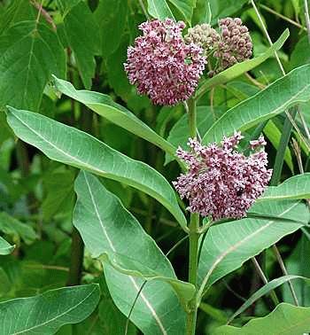 Simply by planting milkweed in your yard, flower or vegetable gardens, on your decks or balconies and in other open areas you can increase the available habitat for these mag nificent butterflies.
