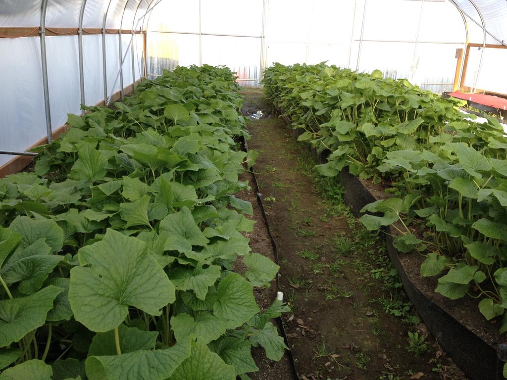 Wasabi: Soil bed in