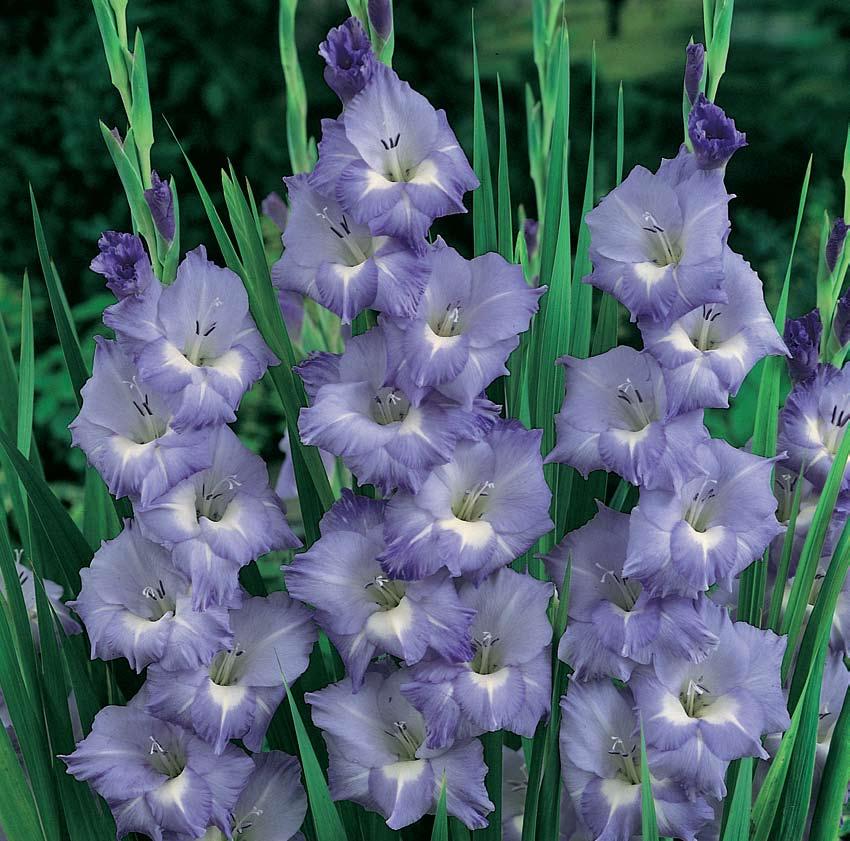 Art in Nature SENSATIONAL GARDEN ADDITIONS FOR SPRING & SUMMER 100% GUARANTEED 31 BLUE GLADIOLUS