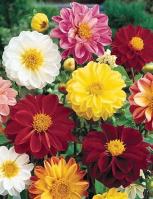 Each bulb produces from 30 to 35 blossoms over a 4 to 6 week flowering period and cutting them for bouquets only encourages more flowers. Item #32 10 PREMIUM BULBS $13.