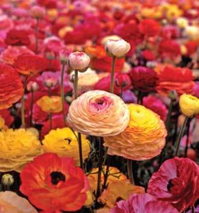 Vibrant color, exquisite flower form, and longevity in arrangements make them a florist s favorite. Very vigorous and hardy. Item #33 10 PREMIUM BULBS $8.