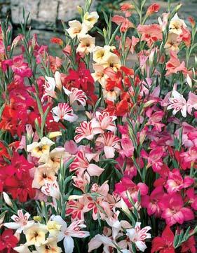 Tidy plants grow 12-18 tall. Perfect for beds, borders, planting en masse, or in containers. Extremely easy to grow. Item #34 3 PREMIUM DIVISIONS $12.00 Exotic blooms and heavenly fragrance!