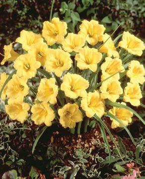 These hybrids bloom from March through June, opening sprays of elegant flowers on straw-like stems in gleaming shades of white, yellow, orange,