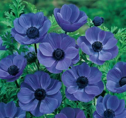 Fully double flowers bloom mid-summer until frost a steady supply for the garden, or bring indoors to float in elegant arrangements. Excellent for containers.