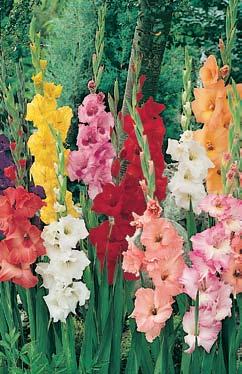 A complete spectrum of vibrant color and delightfully ruffled flower form carried on sturdy stalks 3 4 tall.