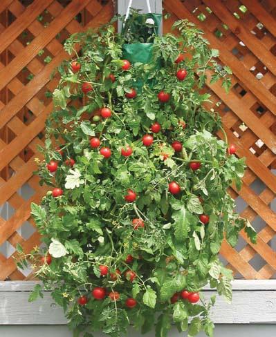 47 HANGING CHERRY TOMATO KIT (Juego Colgante De Tomatillos) No garden needed. Our Babylon Bag turns any sunny wall or fence into a place to grow tomatoes!