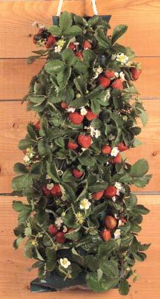 Kit includes 10 strawberry plants, a poly bag with holes to plant them in, and a nylon rope for hanging. Planting instructions are also included.