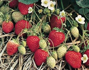 00 55 EVERBEARING STRAWBERRIES (Siempre Floreciendo Fresas - 10 Plantas) A season-long supply of sweet, juicy strawberries from your own garden!