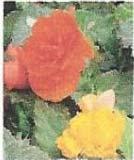 5" Begonia - Tuberous Orange 1905 4.