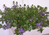 ed Flowering 1303 Fuchsia - Shade Pink & Purple 1401 12" ed
