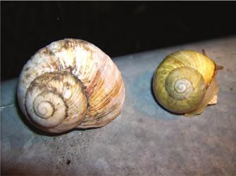 122 Roman snail: An introduction to its ecology and legal protection Figure 6.