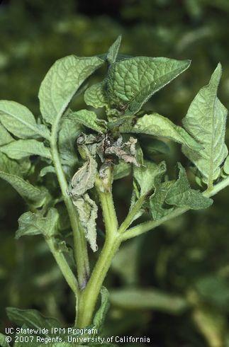 Potato Tuberworm Damage High numbers of worms on very young plants may result in stand reduction or stunted plants