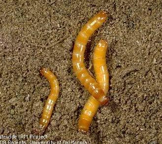 Wireworms Control All stages may be present at once during the growing season Avoid planting potatoes in fields immediately following clover, grass, pasture, or weedy alfalfa