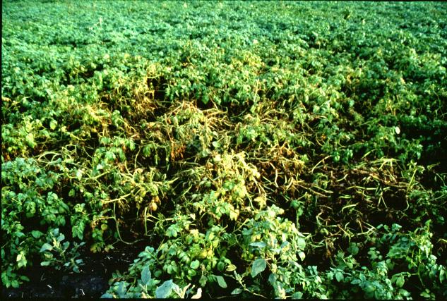 Aphids Damage Heavy feeding may weaken plants Potato