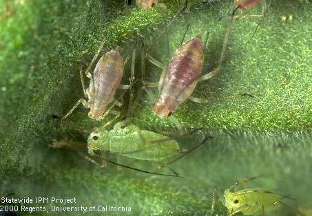 Aphids Control Control nightshades and volunteer potatoes - these plants are reservoirs for potato leafroll virus Plant disease-free seed to reduce the incidence of potato leafroll virus Potato