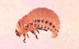 leaves, hatch in 4 to 15 days Larvae are hump-backed, with 6 legs,